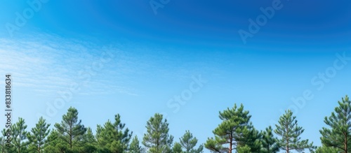 Background of green pine trees against a clear blue sky with copy space image.