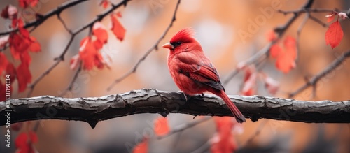 A small crimson feathered b...