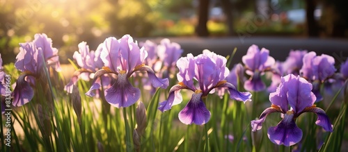 Blooming purple irises crea...