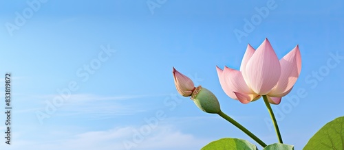 A beautiful lotus flower bu...