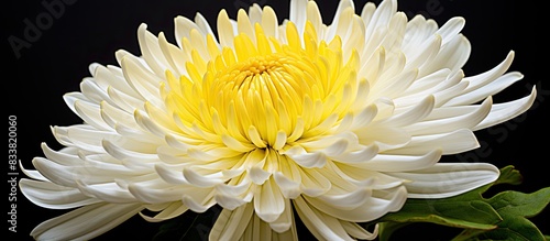 The inodorum chrysanthemum flower displays a bright white petal surrounding a vibrant yellow center, creating an eye-catching copy space image. photo