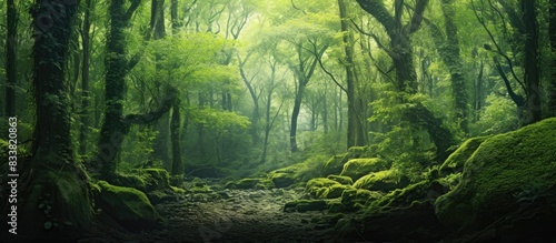 A lush forest backdrop with a green color palette  ideal as a copy space image.