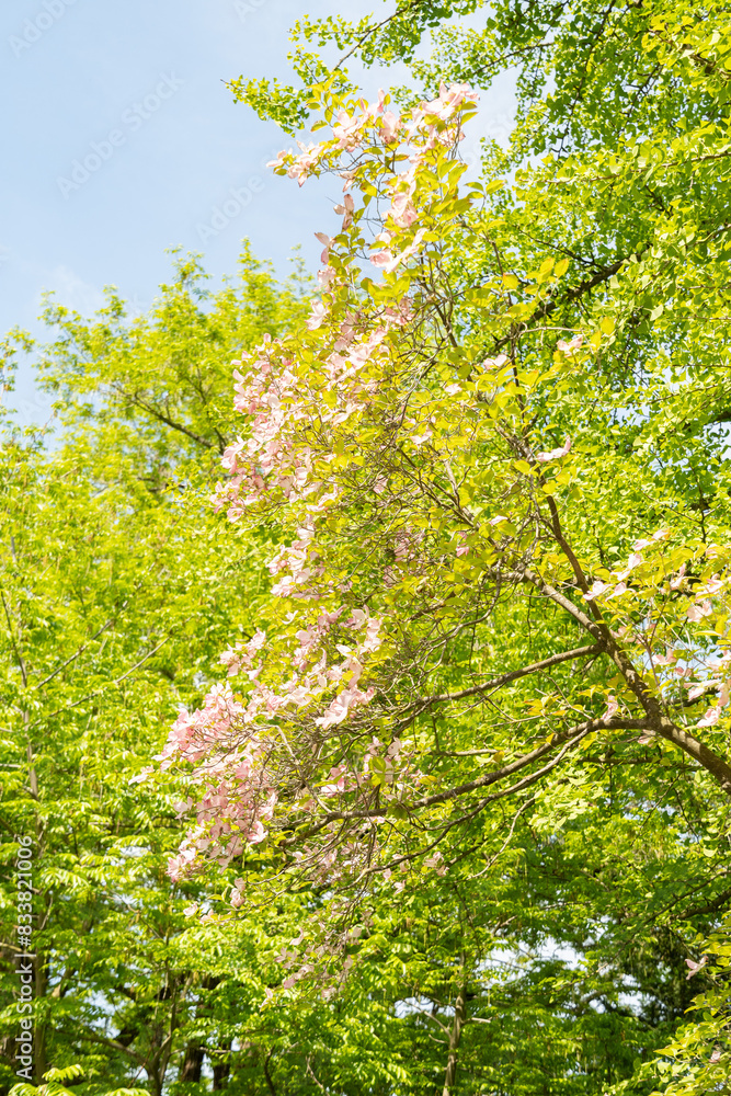 Flowering dogwood or Cornus Florida plant in Zurich in Switzerland Flowering dogwood or Cornus Florida plant in Zurich in Switzerland
