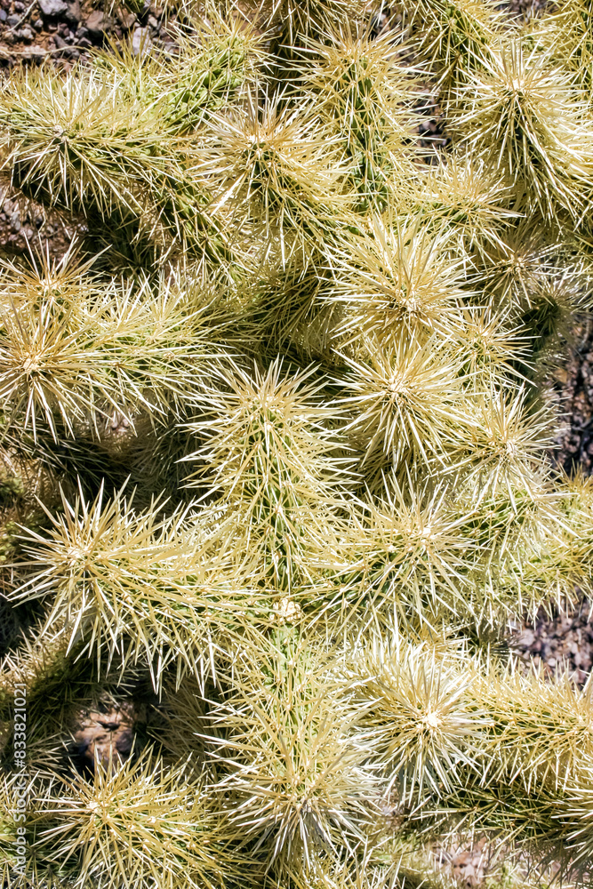 Teddy-bear cholla (Cylindropuntia bigelovii) - desert landscape, large thickets of prickly pear cactus with tenacious yellowish spines in Joshua Tree NP, California