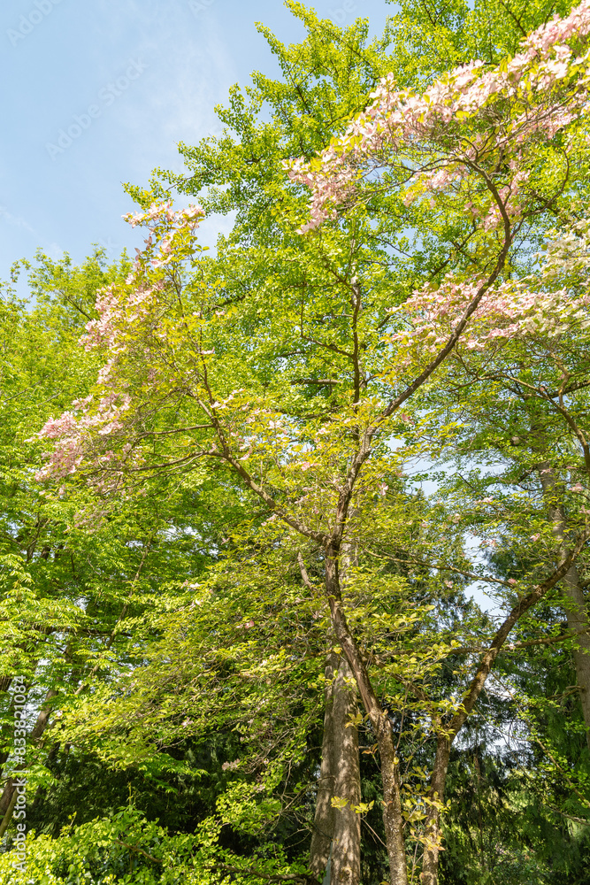 Fototapeta premium Flowering dogwood or Cornus Florida plant in Zurich in Switzerland