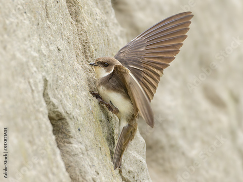 Sand martin approaching its nesting tube with wings still open. photo