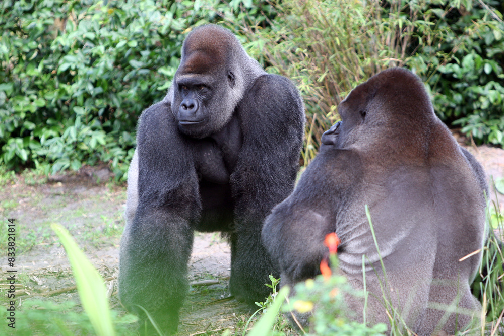 Naklejka premium Silverback Gorillas 