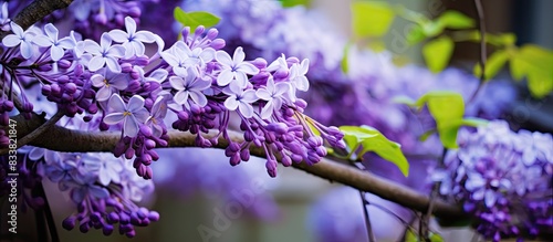 Petrea volubilis flowers, also known as Petrea volubilis L., with a distinctive violet hue, creating a stunning composition in a spring garden with copy space image available. photo