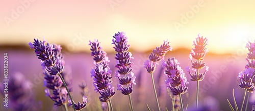 Close-up of a lavender flower in a sunlit lavender field with copy space image.