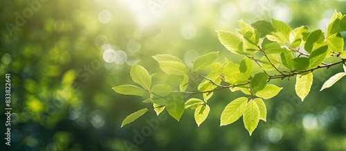 Wallpaper Mural Transformation of sunlight illuminating green leaves in a picturesque setting with ample space for adding text or images. Torontodigital.ca