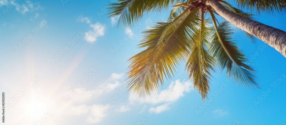 Sunlight shining on a picturesque coconut tree with a background of the blue sky, perfect as a copy space image. Sunlight shining on a picturesque coconut tree with a background of the blue sky, perfect as a copy space image.
