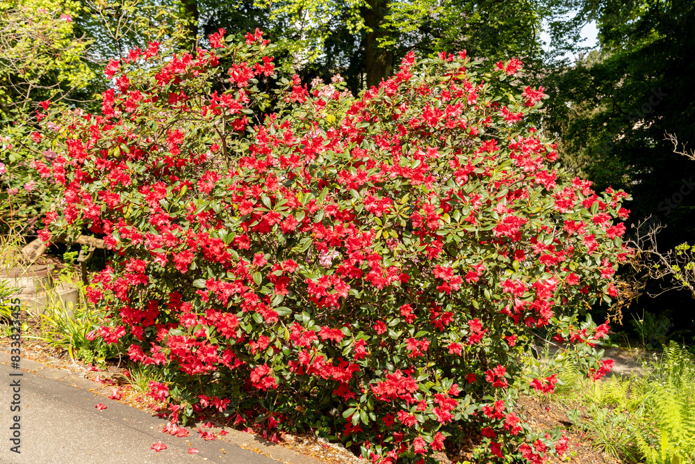 Rhododendron Forrestii plant in Zurich in Switzerland Rhododendron Forrestii plant in Zurich in Switzerland