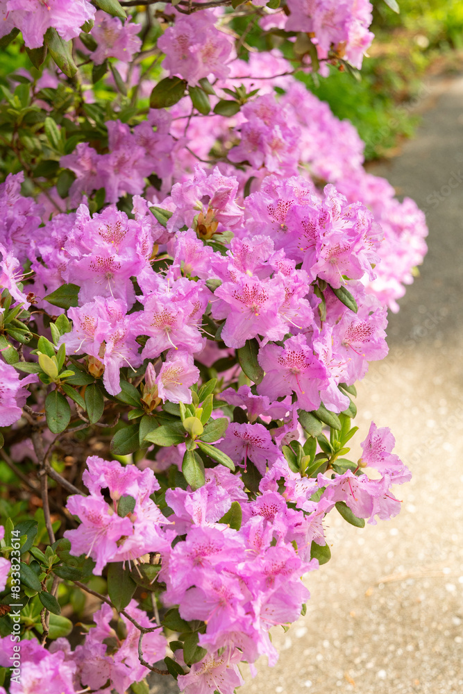 Fototapeta premium Rhododendron Hybridum plant in Zurich in Switzerland