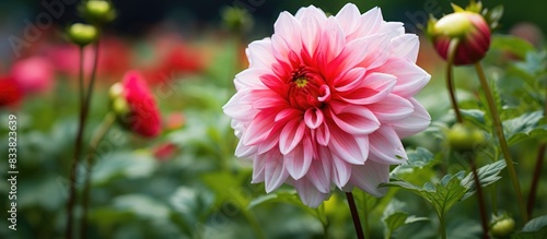 Gorgeous flower in a garden...