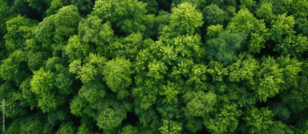 Aerial perspective of lush trees with green leaves offering a visually appealing copy space image. Aerial perspective of lush trees with green leaves offering a visually appealing copy space image.
