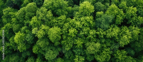 Aerial perspective of lush trees with green leaves offering a visually appealing copy space image.
