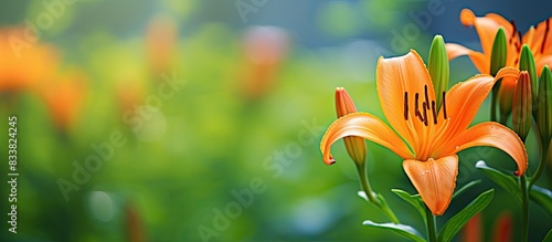 A vibrant orange lily bloom...
