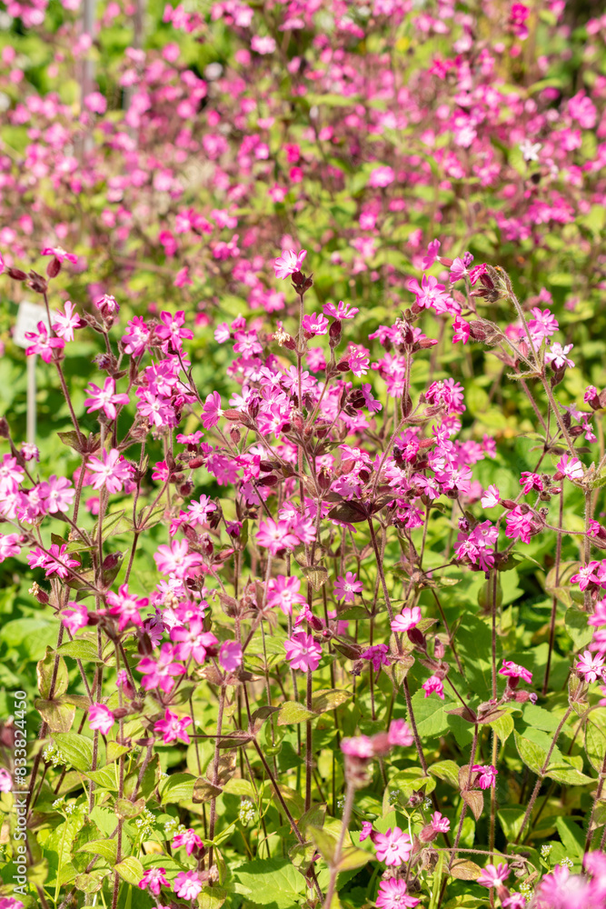 Red Campion or Silene Dioica plant in Zurich in Switzerland Red Campion or Silene Dioica plant in Zurich in Switzerland