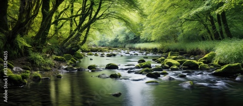 A swift stream flows through the nature reserve  ideal for capturing stunning photos with a beautiful natural backdrop and ample copy space image.