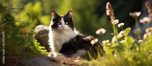 A cute and fluffy black and...