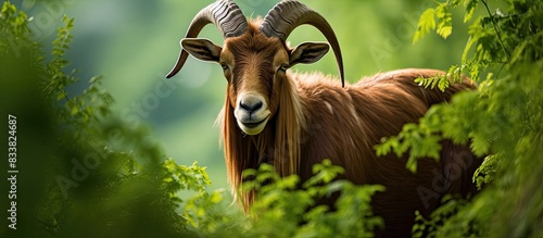 Image of a brown goat again...