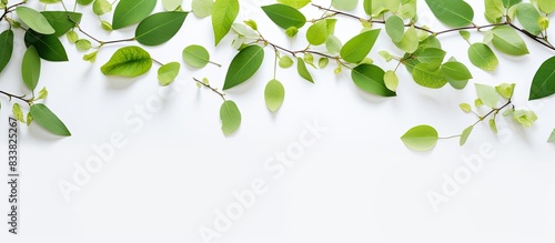 Top view of young green leaves and branches on a white background in a spring composition with copy space image.