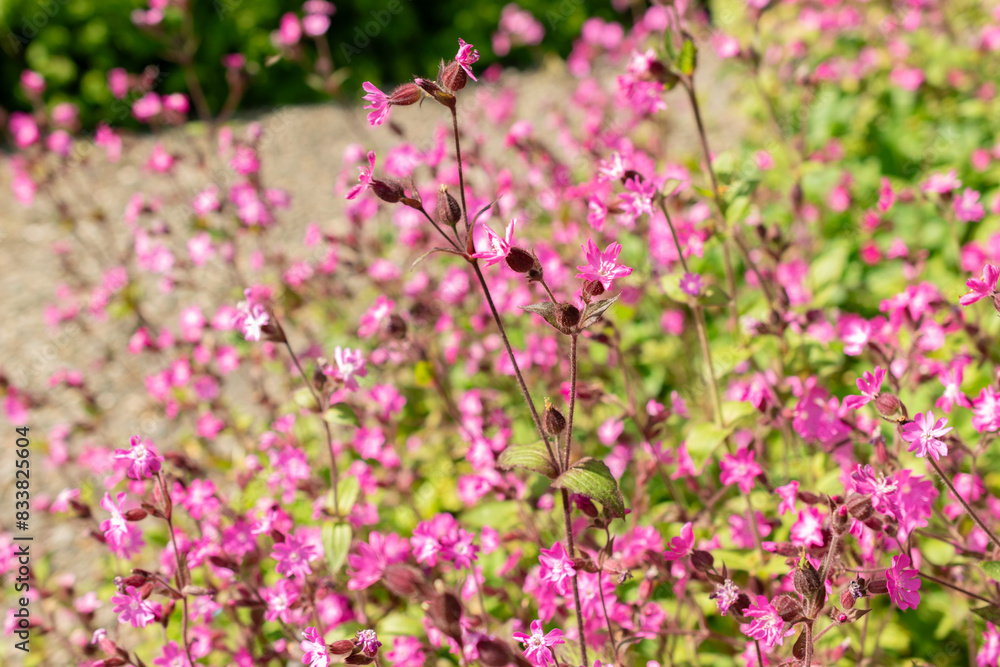 Red Campion or Silene Dioica plant in Zurich in Switzerland Red Campion or Silene Dioica plant in Zurich in Switzerland
