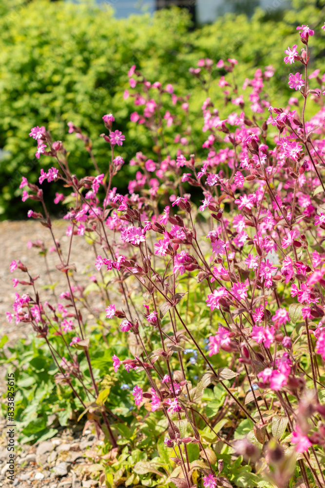 Red Campion or Silene Dioica plant in Zurich in Switzerland Red Campion or Silene Dioica plant in Zurich in Switzerland