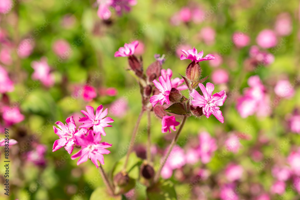 Red Campion or Silene Dioica plant in Zurich in Switzerland Red Campion or Silene Dioica plant in Zurich in Switzerland