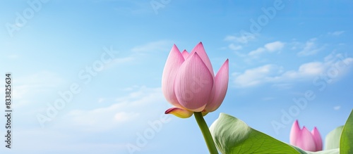 A beautiful lotus flower bu...