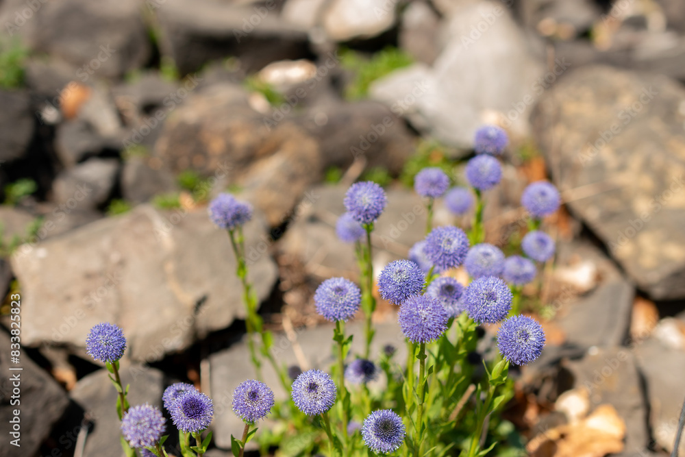 Common ball flower or Globularia Bisnagarica plant in Zurich in Switzerland Common ball flower or Globularia Bisnagarica plant in Zurich in Switzerland