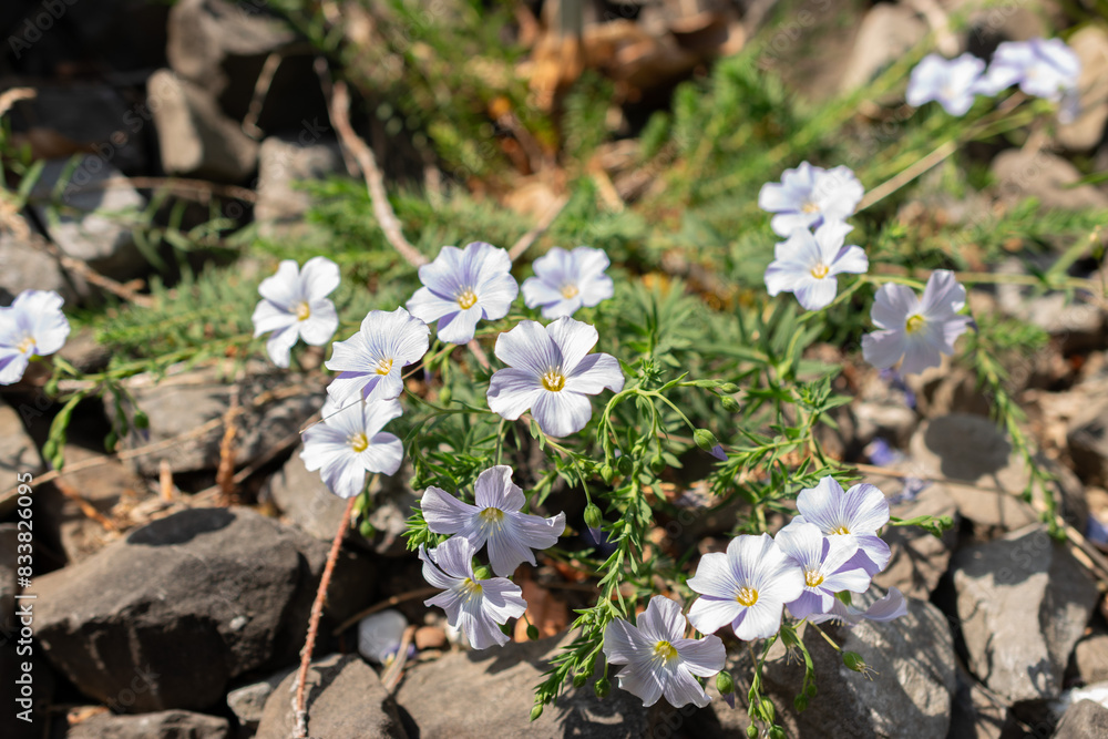 Linum Alpinum plant in Zurich in Switzerland Linum Alpinum plant in Zurich in Switzerland