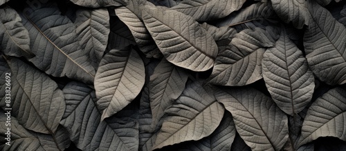 Detailed shot capturing the intricate details of leaves with copy space image.