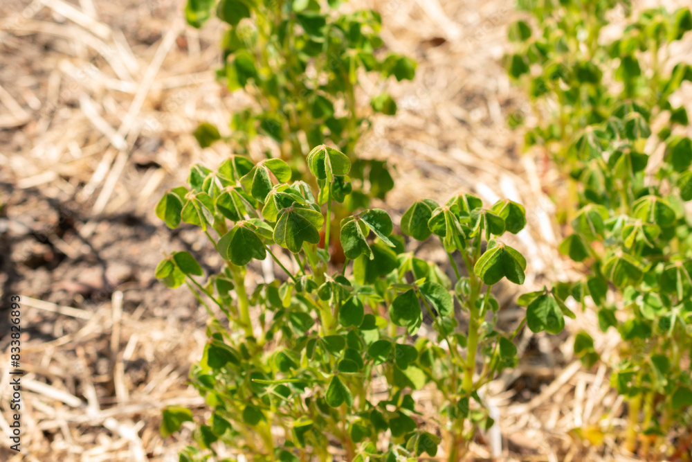 Oxalis Tuberosa plant in Zurich in Switzerland Oxalis Tuberosa plant in Zurich in Switzerland