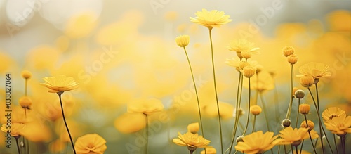 Close-up of yellow flowers with a blurry background creating a serene copy space image.