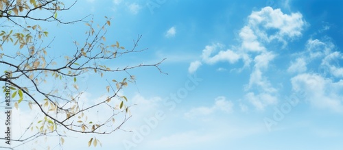 Blue sky backdrop featuring abstract natural elements and copy space image.