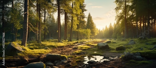 Beautiful forest landscape at sunset with natural green trees  providing a serene and picturesque setting. Includes copy space image.