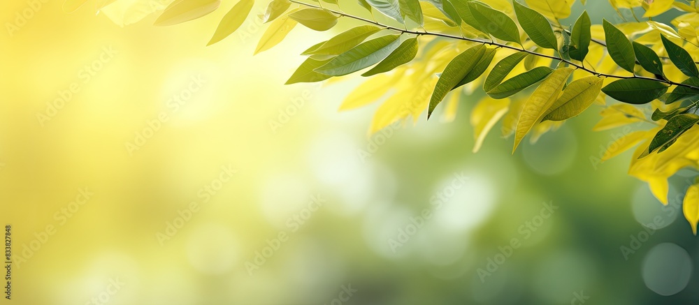 Lush foliage creates a blurred yellow and green backdrop with ample copy space image. Lush foliage creates a blurred yellow and green backdrop with ample copy space image.