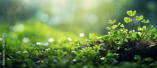 Nature setting with green clovers in the foreground, providing a tranquil backdrop with copy space image.