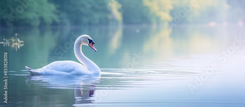 Swan floating gracefully on...