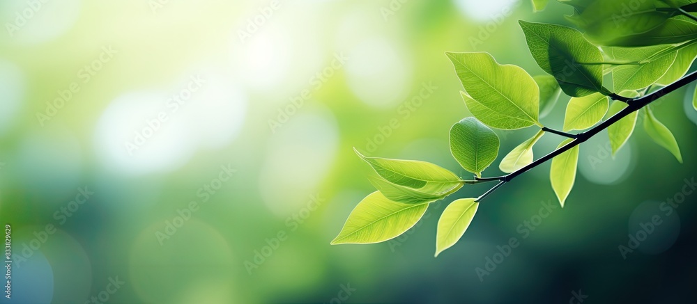 Obraz premium Abstract green leaf with defocused blur creates a colorful background for a copy space image.