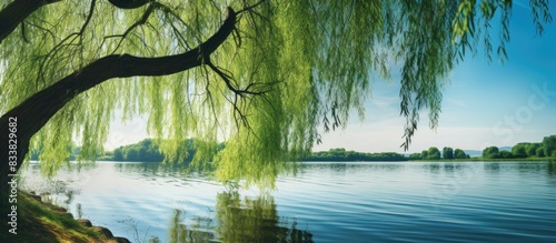 A willow tree reflecting on a serene lake during a summer day, with plenty of copy space image available. photo