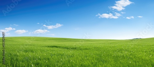 Fototapeta Naklejka Na Ścianę i Meble -  Field of lush green grass with a clear blue sky in the background, perfect for a copy space image.