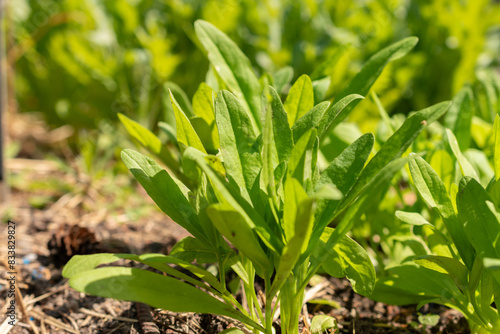 Konstfotografi Wild flax or Camelina Sativa plant in Zurich in Switzerland