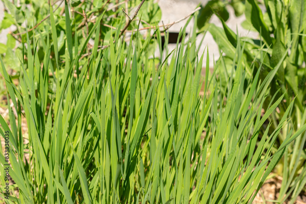 Triticum Monococcum plant in Zurich in Switzerland Triticum Monococcum plant in Zurich in Switzerland