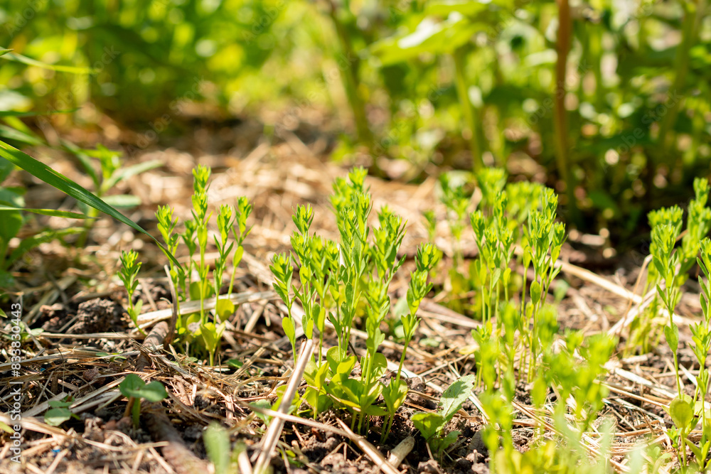 Common flax or Linum Usitatissimum plant in Zurich in Switzerland Common flax or Linum Usitatissimum plant in Zurich in Switzerland