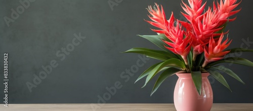 Guzmania lingulata displayed in a vase with copy space image. photo