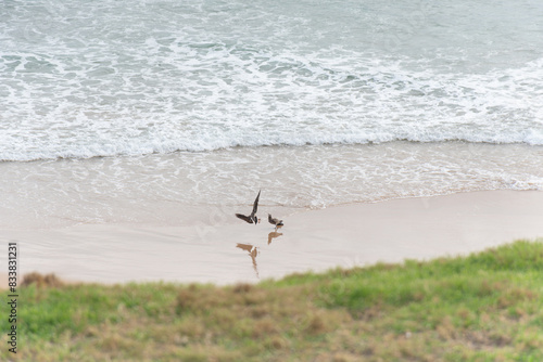 Two Short Taild Shearwaters fighting on the beach photo