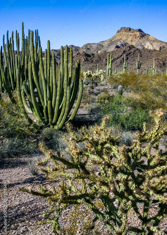 Desert landscape with cacti, Stenocereus thurberi, Carnegiea gigantea and other succulents Desert landscape with cacti, Stenocereus thurberi, Carnegiea gigantea and other succulents