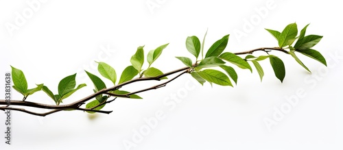 Isolated on a white background  a tree twig with fresh leaves provides copy space image.